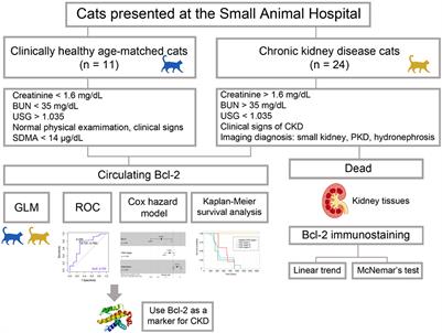 Evaluation of Bcl-2 as a marker for chronic kidney disease prediction in cats